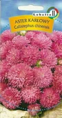 Nasiona i cebule - Aster karłowy różowy 1g / L / - miniaturka - grafika 1