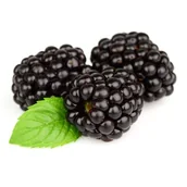 Sadzonki drzew krzewów - Balot Eko Owocowy Raj (jeżyny bezkolcowa) - miniaturka - grafika 1