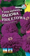 Nasiona i cebule - Cynia daliowa fioletowa 1g / L / - miniaturka - grafika 1