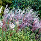 Nasiona i cebule - Miskant chiński Flamingo 1 szt. doniczka P9 różowy - miniaturka - grafika 1