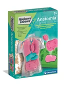 Mały naukowiec - Naukowa Zabawa. Anatomia Clementoni - zabawka - miniaturka - grafika 1