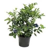Kwiaty doniczkowe - Borówka amerykańska don. 2 l - miniaturka - grafika 1