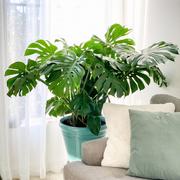 MONSTERA DELICIOSA , piękna,  duża  ~ 70 cm XXL P17