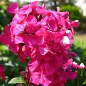 Nasiona i cebule - Phlox Płomyk wiechowaty Tenor 1 szt. doniczka P9 - miniaturka - grafika 1