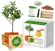 Nasiona i cebule - Zestaw do uprawy OLIWKA EUROPEJSKA drzewo oliwne - miniaturka - grafika 1