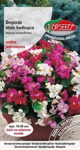 Begonia stale kwitnąca biała nasiona 0,01g Torseed - Nasiona i cebule - miniaturka - grafika 1