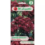 Nasiona i cebule - Goździk brodaty Black Magic czerwony 0.50g - miniaturka - grafika 1