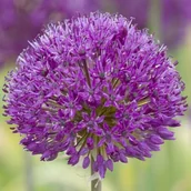 Nasiona i cebule - Allium Czosnek polski Purple Sensation 3 szt. 10/12 cebule cebulki - miniaturka - grafika 1