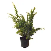 Kwiaty doniczkowe i cięte - Berberys - miniaturka - grafika 1