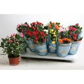 Kwiaty doniczkowe - Róża doniczkowa doniczka 10 cm mix - miniaturka - grafika 1