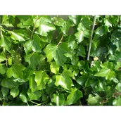 Kwiaty doniczkowe - Bluszcz - miniaturka - grafika 1