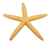 Dekoracje do akwarium - AQUA NATURA Dekoracja akwarystyczna rozgwiazda - żółta - miniaturka - grafika 1