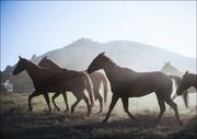 Plakaty - Horses head for the corral in the daily roundup of horses, Riverside, Wyoming., Carol Highsmith - plakat 80x60 cm - miniaturka - grafika 1