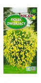 Nasiona i cebule - Fiołek zwisający żółty 0,3 g POLAN - miniaturka - grafika 1