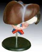 Pomoce naukowe - Wątroba człowieka z trzustką i dwunastnicą - miniaturka - grafika 1