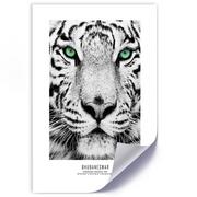 Plakaty - Plakat, Biały tygrys (Rozmiar 70x100) - miniaturka - grafika 1