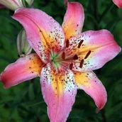 Nasiona i cebule - Lilia azjatycka Fancy Dance XL (18/20) 1 szt. cebule cebulki lilii lilie - miniaturka - grafika 1