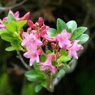 Kwiaty doniczkowe - Różanecznik hirsutum x micranthum Różowy (Rhododendron) Doniczka 2.0L - miniaturka - grafika 1