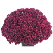 Kwiaty doniczkowe - Chryzantema drobnokwiatowa misa 21 cm - miniaturka - grafika 1