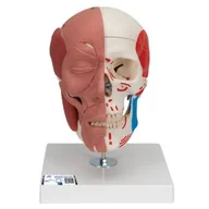 Akcesoria medyczne - Czaszka z mięśniami twarzy - miniaturka - grafika 1