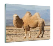Deski do krojenia - z foto osłona do kuchenki Wielbłąd dwugarbny 60x52, ArtprintCave - miniaturka - grafika 1