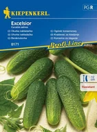 Nasiona i cebule - Kiepenkerl Ogórek konserwowy Excelsior F1 Cucumis sativus 102349 - miniaturka - grafika 1