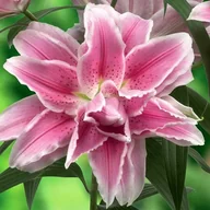 Nasiona i cebule - Lilia pełna Roselily Isabella 1 szt. cebule cebulki lilii lilie - miniaturka - grafika 1