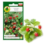 Nasiona i cebule - POZIOMKA RUGIA WIOSNA JESIEŃ NASIONA BEZ GMO - miniaturka - grafika 1