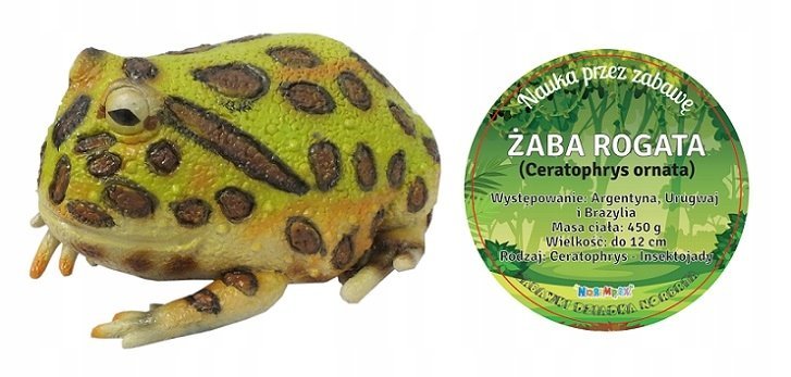 Żaba Rogata 22 Cm Długości