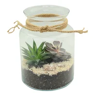 Nasiona i cebule - Sukulenty mix 25 cm w osłonce szklanej - miniaturka - grafika 1
