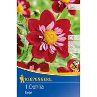 Nasiona i cebule - Dalia Eefje - miniaturka - grafika 1