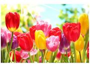 Fototapety - Oobrazy Fototapeta, Żółty tulipan, 8 elementów, 368x248 cm - miniaturka - grafika 1