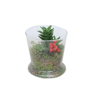 Sukulenty w osłonce szklanej mix 20 cm - Nasiona i cebule - miniaturka - grafika 1