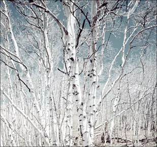 Birch trees in Utah high country, Carol Highsmith - plakat 40x40 cm - Plakaty - miniaturka - grafika 1