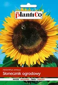 Nasiona i cebule - NASIONA Słonecznik Ogrodowy Jadalny 10g PLANTICO 408807 - miniaturka - grafika 1