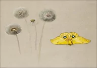 Plakaty - Galeria Plakatu, Plakat, Study of White Daisy, Chamomile Stem with Two Petals, and a Chamomile Petal, Samuel Colman, 70x50 cm - miniaturka - grafika 1
