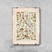 Plakaty - Plakat do pokoju Grzyby 1909 Adolphe Millot - miniaturka - grafika 1