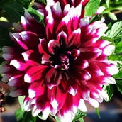 Nasiona i cebule - Dalia dekoracyjna Duet 1 szt. - miniaturka - grafika 1