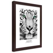 Plakaty - Plakat w ramie brązowej, Biały tygrys (Rozmiar 70x100) - miniaturka - grafika 1