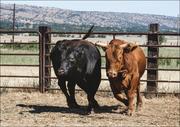 Plakaty - Cattle at Dye Creek Ranch near Red Bluff, California., Carol Highsmith - plakat 100x70 cm - miniaturka - grafika 1