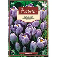 Nasiona i cebule - Krokus wiosenny Pickwick - 10 sztuk Eden - miniaturka - grafika 1