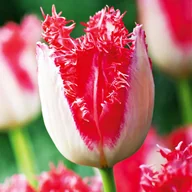 Nasiona i cebule - Tulipan Strzępiasty Sweet Simone 5 szt cebulki tulipanów - miniaturka - grafika 1