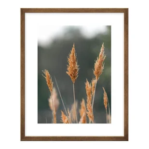 Obraz Trzcina jasna 40 x 50 cm - Obrazy i zdjęcia na płótnie - miniaturka - grafika 1