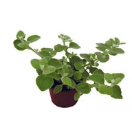 Kwiaty doniczkowe - Kocanka - miniaturka - grafika 1