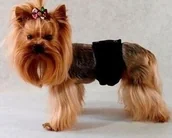 Specjalistyczne artykuły dla zwierząt - Grande Finale Pampas czarny - majtki dla samca rozmiar 3 [PA1/3] - miniaturka - grafika 1