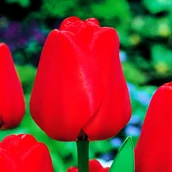 Nasiona i cebule - Tulipan Darwina Apeldorn 5 szt Tulipany cebulki tulipanów - miniaturka - grafika 1