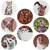 Szkolne artykuły papiernicze - Naklejki papierowe na taśmie Koty 25mm 500szt - miniaturka - grafika 1