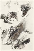 Plakaty - Galeria Plakatu, Plakat, Sketches of Cattle, Irvington, Samuel Colman, 29,7x42 cm - miniaturka - grafika 1