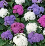 Nasiona i cebule - ŻENISZEK MEKSYKAŃSKI mieszanka NASION KWIATÓW ROŚLIN OZDOBNYCH p. 190065.1; - miniaturka - grafika 1