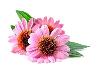 Echinacea EQUIHERBS 500g - Pasze dla zwierząt - miniaturka - grafika 1